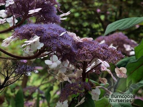 HYDRANGEA sargentiana  