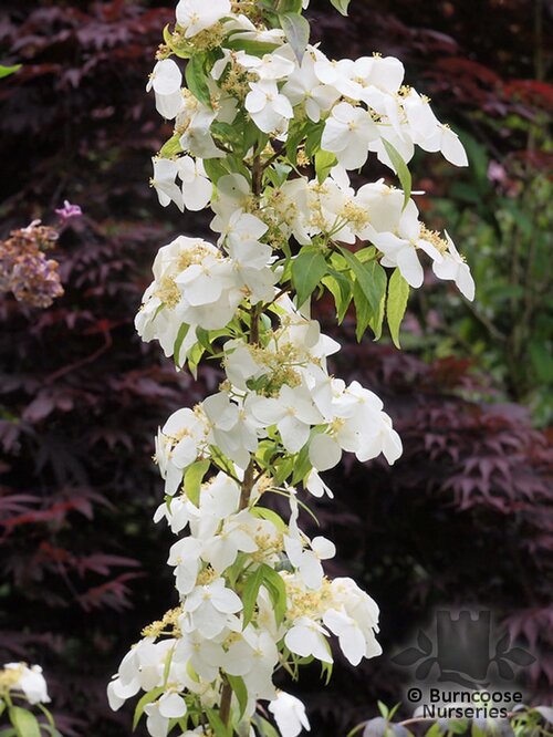 HYDRANGEA scandens subsp. chinensis f. angustipetala 'Golden Crane'