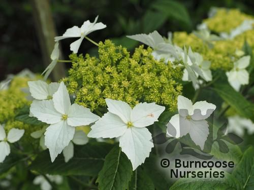 HYDRANGEA scandens subsp. chinensis 