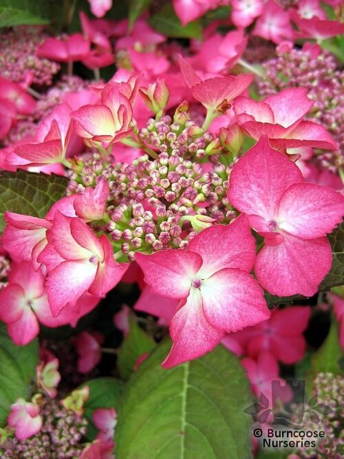 HYDRANGEA 'Selina'  