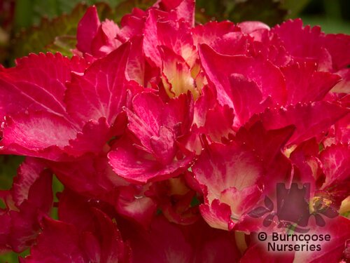 HYDRANGEA 'Selma'  