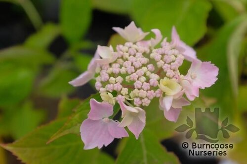 HYDRANGEA serrata 'Blue Deckle' 
