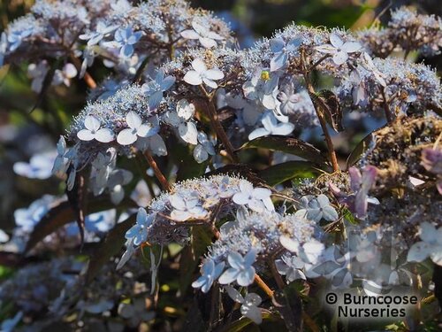 HYDRANGEA serrata 'Bluebird' 