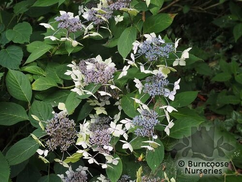 HYDRANGEA serrata 'Grayswood' 