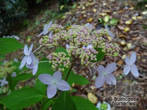 HYDRANGEA serrata 'Tiara' 