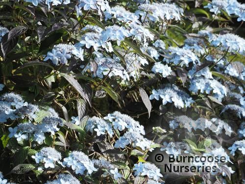 HYDRANGEA serrata 'Tiara' 