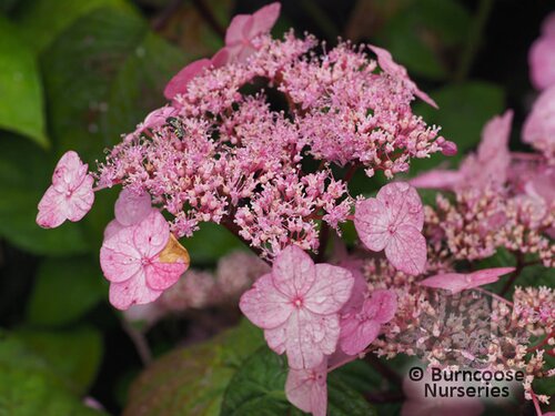 HYDRANGEA serrata 'Veerle' 