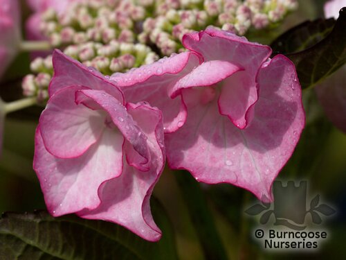 HYDRANGEA 'Sheila'  