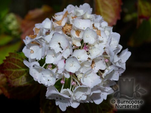 HYDRANGEA 'Soeur Therese'  