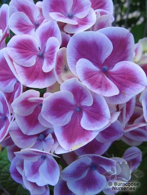 HYDRANGEA 'Saint Claire'  