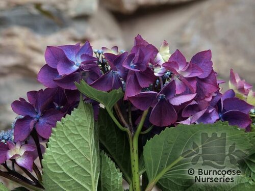 HYDRANGEA 'Sunset'  