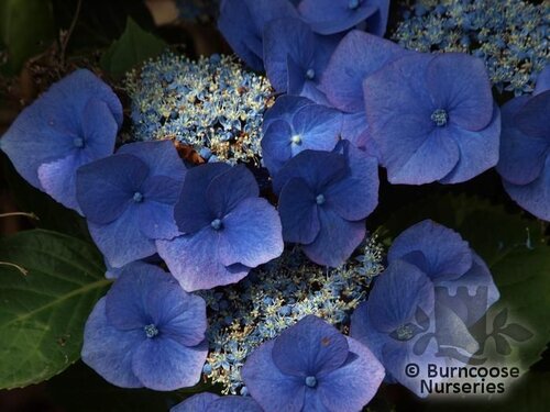 HYDRANGEA 'Taube'  