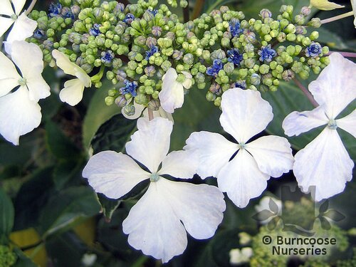 HYDRANGEA 'Tricolor'  