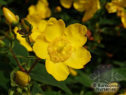HYPERICUM x hidcoteense 'Hidcote' 