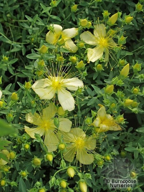 HYPERICUM olympicum 'Citrinum' 