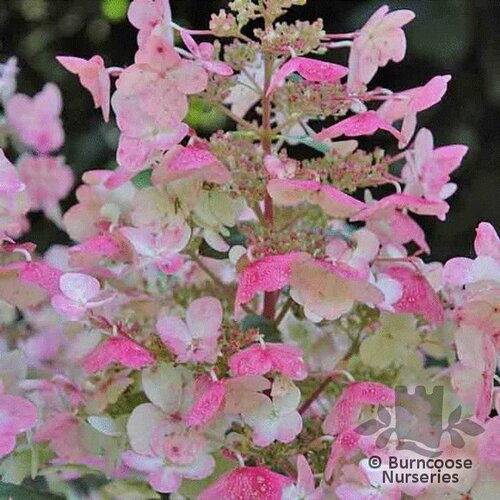 HYDRANGEA paniculata 'Wim's Red' 