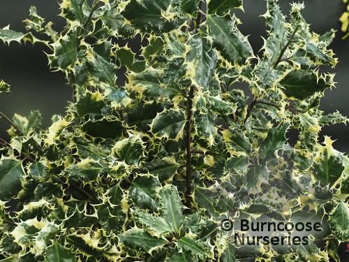 ILEX aquifolium 'Ferox-Argentea' 