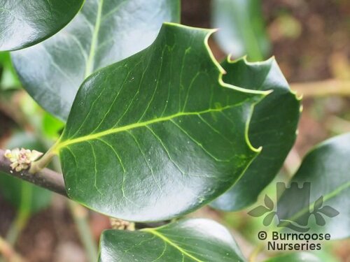 ILEX x altaclerensis 'Hodginsii' 