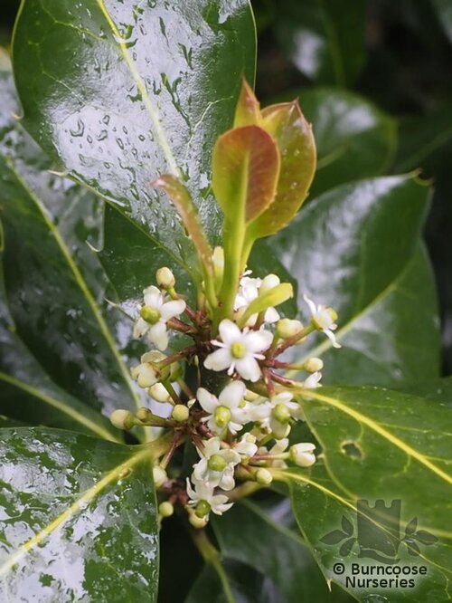 ILEX x altaclerensis 'Wilsonii' 