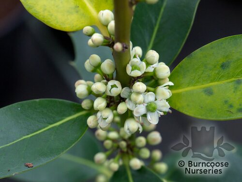 ILEX aquifolium 'Bacciflava' 