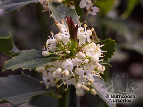 ILEX aquifolium  