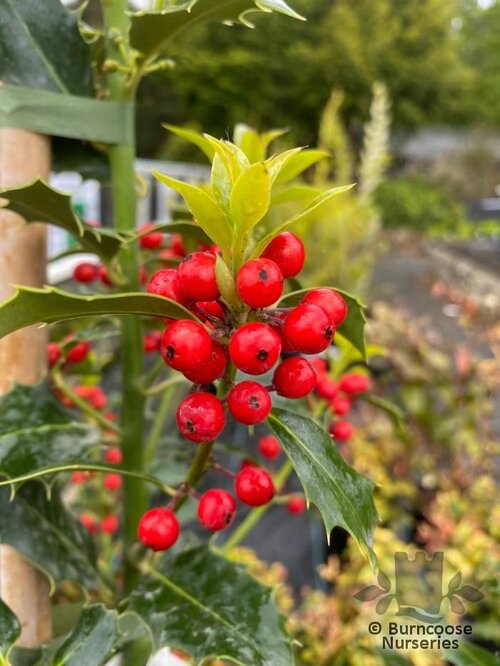 ILEX aquifolium 'Alaska' 