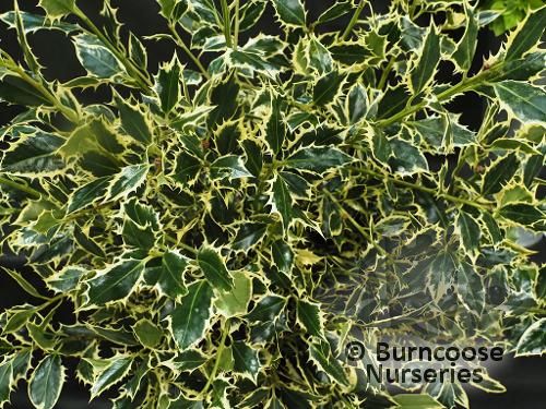 Ilex Aquifolium 'Argentea Marginata'