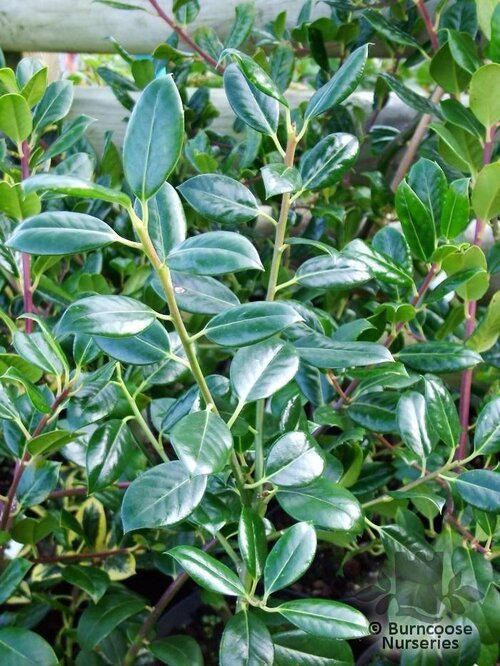 ILEX aquifolium 'J.C. van Tol' 