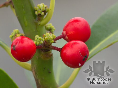 ILEX aquifolium 'Pyramidalis' 