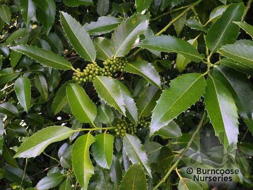 ILEX x koehneana 'Chestnut Leaf' 