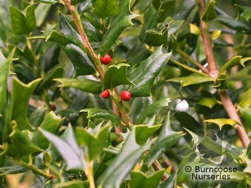 ILEX cornuta  