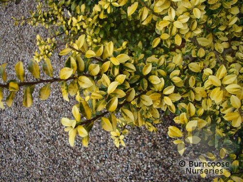 ILEX crenata 'Golden Gem' 