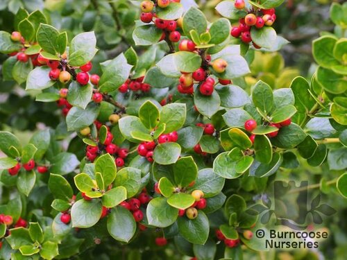 ILEX dimorphophylla  
