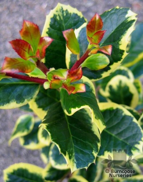 ILEX x altaclerensis 'Golden King' 