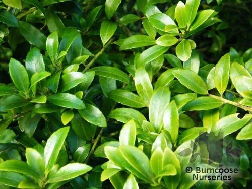 ILEX mutchagara  