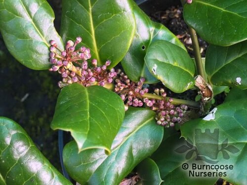 ILEX perado subsp. azorica 