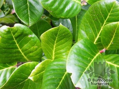 ILEX perado subsp. platyphylla 