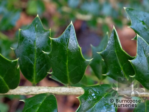 ILEX spinigera  