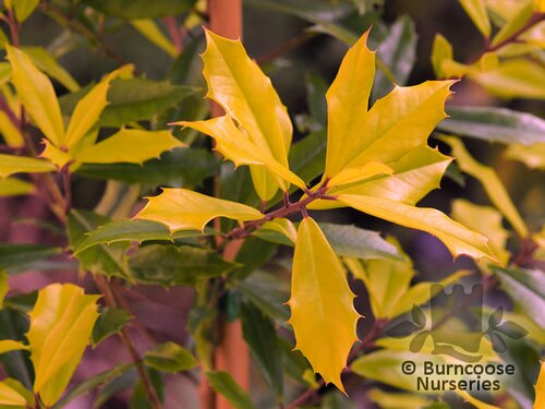 ILEX x attenuata 'Sunny Foster' 
