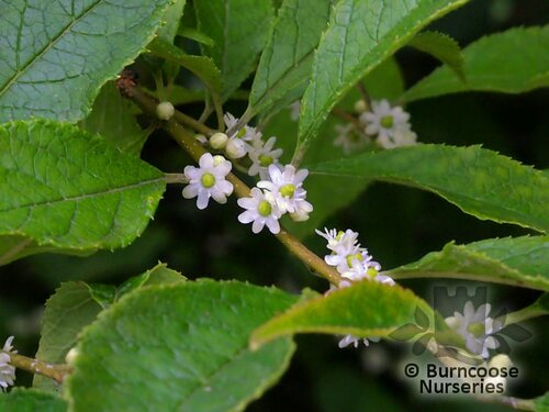ILEX verticillata  