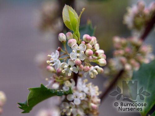 ILEX x meserveae 'Blue Prince' 