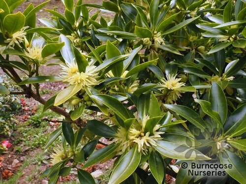 ILLICIUM anisatum  