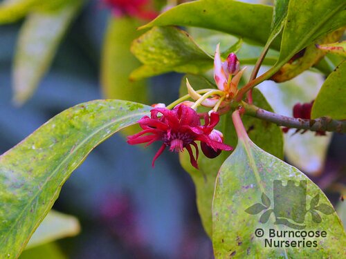ILLICIUM floridanum  