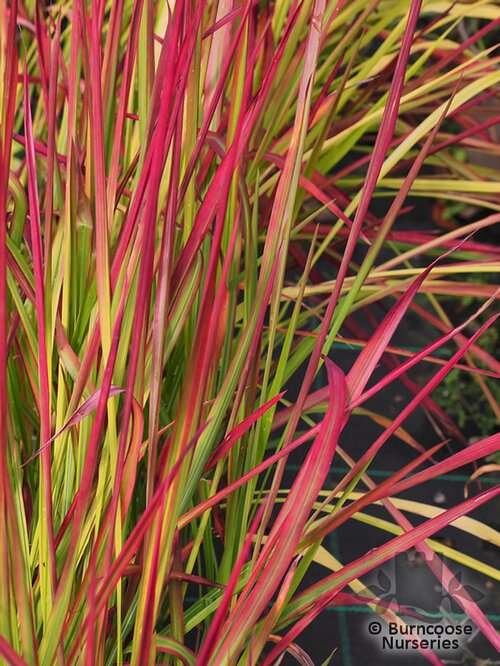 IMPERATA   