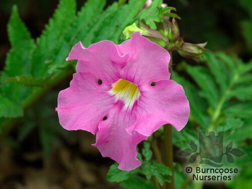 INCARVILLEA delavayi  