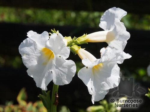 INCARVILLEA delavayi 'Snowtop' 