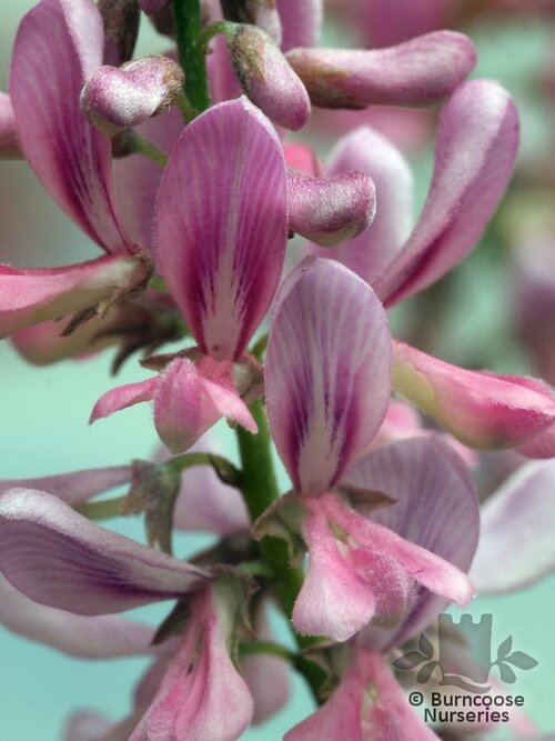 INDIGOFERA   
