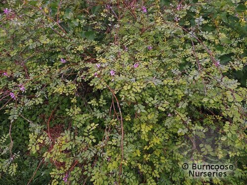 INDIGOFERA hancockii  