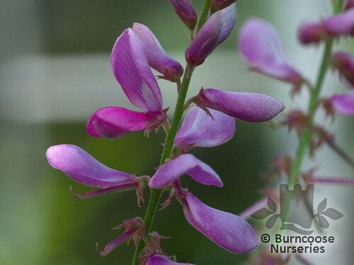 INDIGOFERA heterantha  