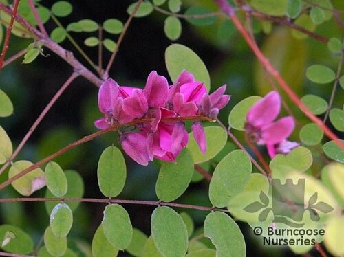 INDIGOFERA howellii  